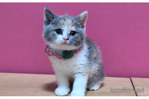 成約済の東京都のスコティッシュフォールド-108196の3枚目